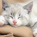 Pam McGhee - @pammlt - Twitter