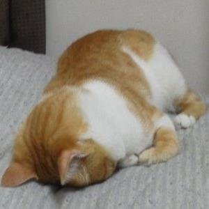 作詞なんかをやっているおっさんです。万が一の作詞依頼はご遠慮なく。たまに起きますが普段は寝ています。