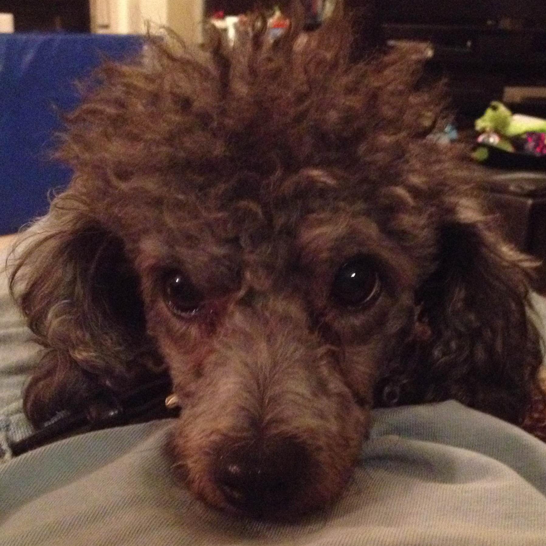 BrownWshatner32's profile picture. 