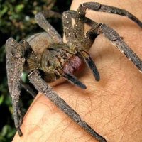 Chase's Spider (@chasesspider) 's Twitter Profile