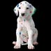 Speedpro Shawnee (@speedproshawnee) Twitter profile photo