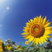 mainitikoufuku7's profile picture. 