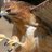 NWC_RH's profile image