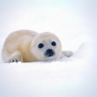 Here to inform you about the endangerment of cute sea animals