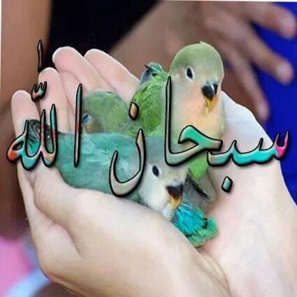 ‏‏‏‏‏‏‏‏‏سوري أعزب ادور زوجة بنت حلال متدينة طيوبة