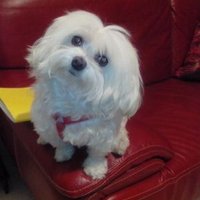 Tiziana De Simone (@tizidesi23) 's Twitter Profile