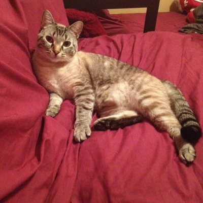 Show me your kitties