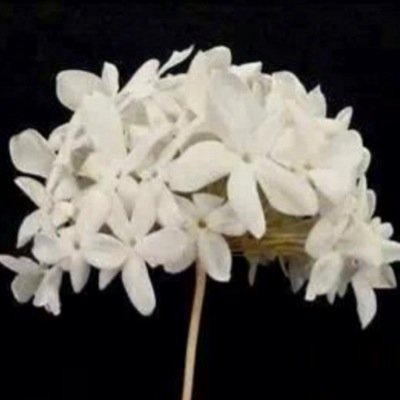 fcapilargomez's profile picture. Licenciada en Derecho - Amante de la libertad