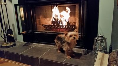 *perpetuam vitae audiophile*  *Sens fan*  *Yorkie enthusiast*