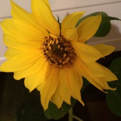 janewoodthorpe Profile Picture