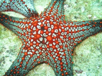 Casa en rodadero con servicios de alojamiento y buceo.