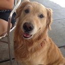 Susanne Webb - @PawsDogBakery - Twitter