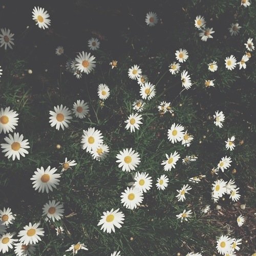 velvetbananas's profile picture. 