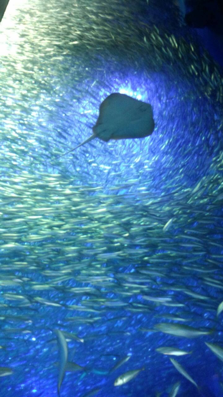 happymysugars's profile picture. 中1、2の父
MTG=Foilbugリアニ売却→奇跡→オムニ→時間×で引退、MTGA時々
2025年4月～ポケカ家族4人、まだ弱いですがお触り中。7月～PTCGL開始
TCGプレイヤーさんフォロー失礼します。フォロバ喜びます、お願いします😋
那須最高😎
🚗＝H92wラ→e12メ→c28ハ