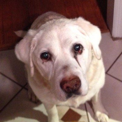 D_ellen52's profile picture. Supermom, wife, USAF veteran, New England Patriots fan
