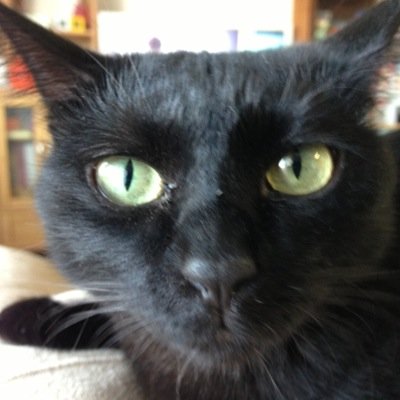 kukki_sansan Profile Picture