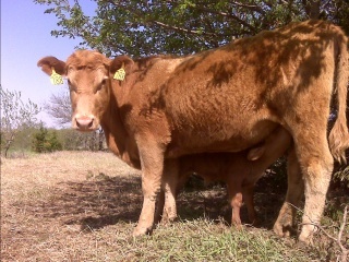 JoyCattle's profile picture. Red and black angus, cow-calf operation