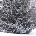 Rose Calhoun  - @Roselights134 - Twitter