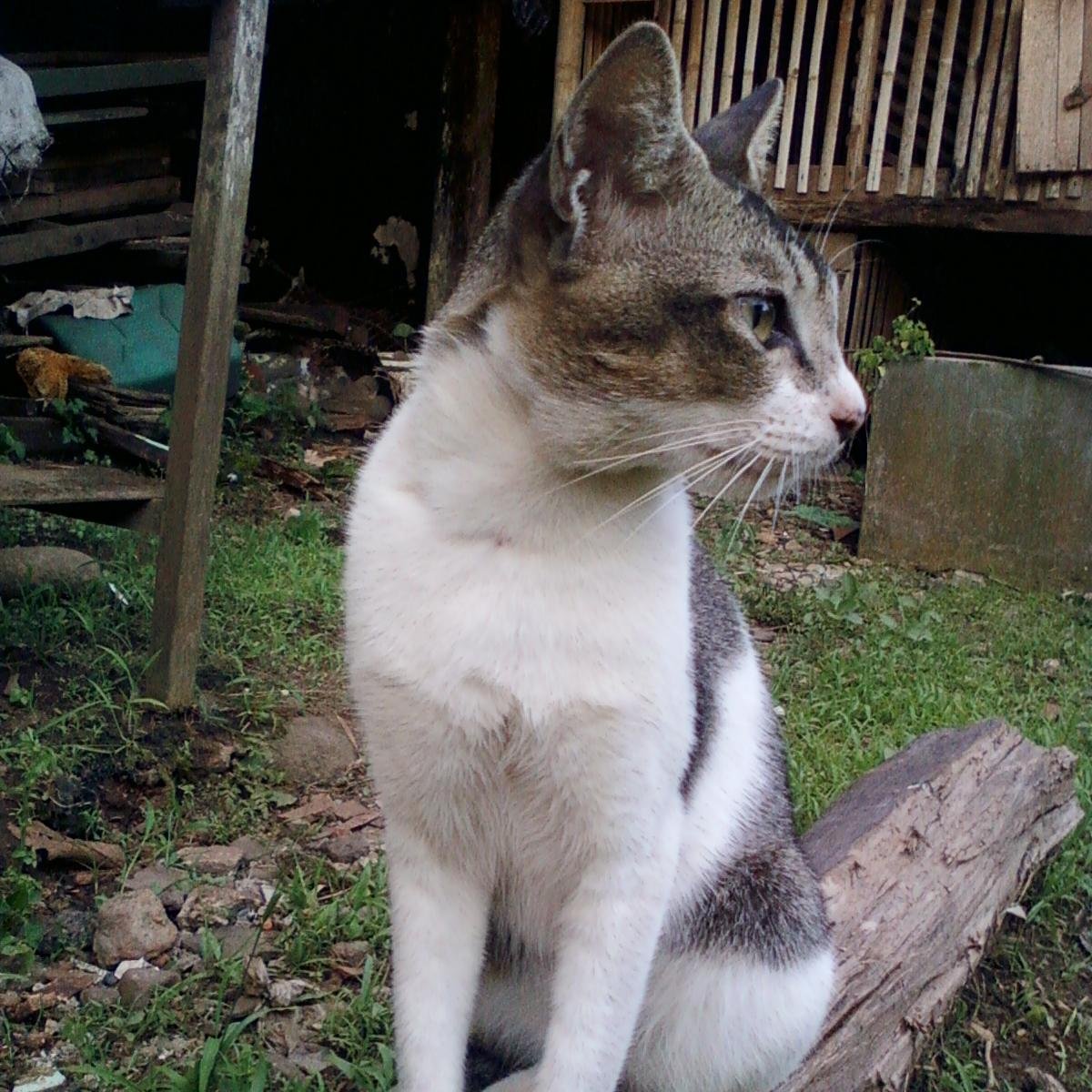 ekobudiono1's profile picture. 