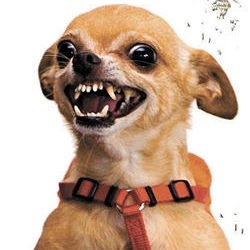 ChihuahuaAngry's profile picture. 