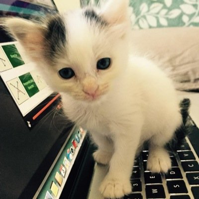 Trevors cat Leo
{The Real Leo:)}