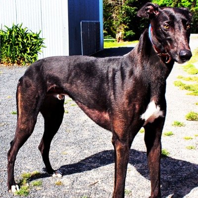 TommyBrislane's profile picture. Winner G1 Dapto Megastar and G2 Bob Payne (WP). Won 15, 2 2nds from 23 starts. Never beaten from the front. Made six Group finals. At stud in Ireland