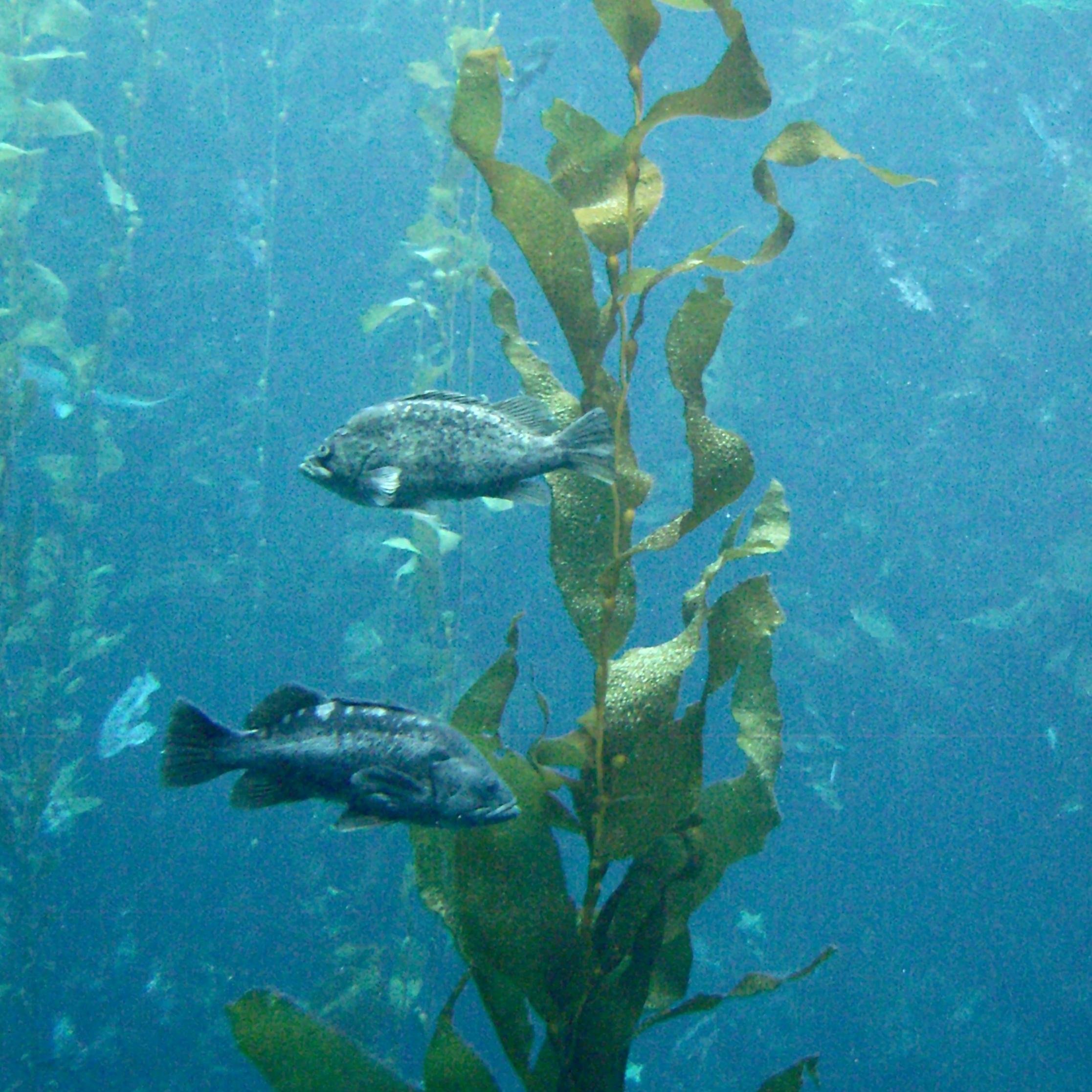 Marine Sci is run by a marine biology student looking to explore the ocean and share their knowledge and findings with the community.