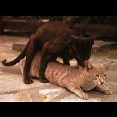 Real Cat Porn (@RealCatPorn) | Twitter