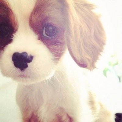 Im not like other puppies. I can talk and change my appearance. #RP