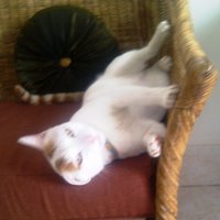 Brat, the cat. (@latecomer) 's Twitter Profile