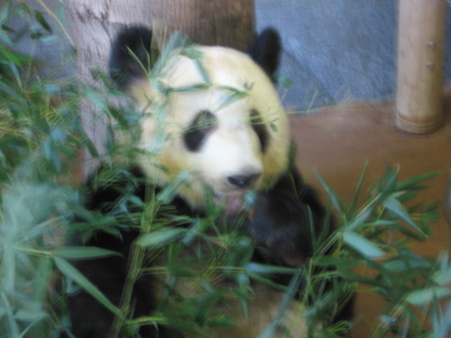 damndirtypandas's profile picture. SingulariPandaTarian