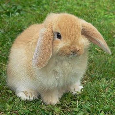 かわいいウサギちゃん 画像 Zylykjose Twitter