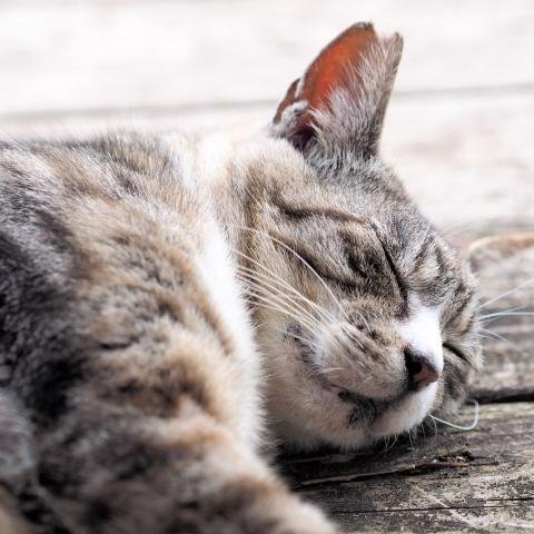 睡眠や安眠に関する情報を発信しているブログです。体験談などもあるので不眠症の方の参考になれば幸いです。