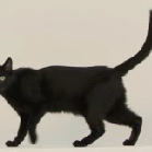 celia_dp's profile picture. workaholic Comms Consultant & FFundraiser, love motorbikes, books, cats, and questioning EVTG