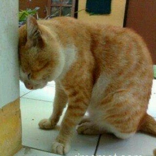 Laki-laki