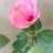 sha66ah81's profile image