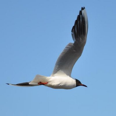 Labertom's profile image
