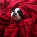 Bobby Cullen-Cant - @BobbyTheBoston - Twitter