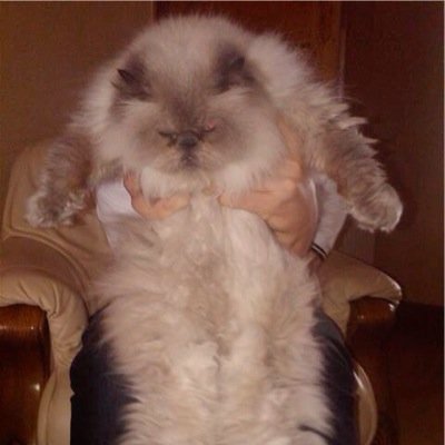 Roccodacat's profile picture. The most happy, unhappy cat. ever. Fat house cat who loves sliding in DMs.