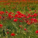 tamara.messina - @tamaragiogio - Twitter