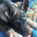 craig pace apiaries - @craigpaceap - Twitter