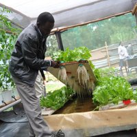 Hydroponics Africa (@mineral_allied) 's Twitter Profile