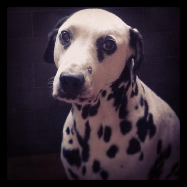 capitano95's profile picture. 