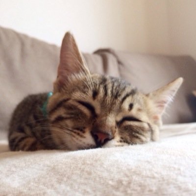 ねこまる　SHIPS まる (@marumaru06260908) • Instagram photos and videos