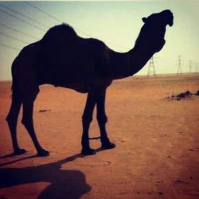 HfrujcfgCom's profile picture. 