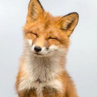 Renard En Blouse (@renardenblouse) 's Twitter Profile Photo Renard En Blouse (@renardenblouse) 's Twitter Profile Photo