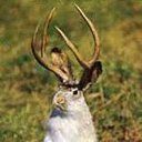 Dale Junior - @thedalester681 - Twitter