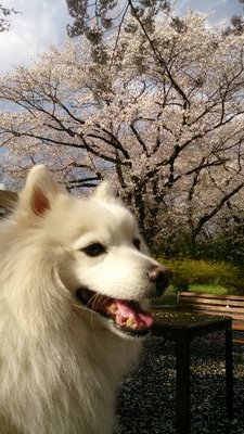 サザン応援団/桑田佳祐さん/落語…喬太郎師匠・志の輔師匠・兼好師匠・三代目圓歌師匠・五代目柳昇師匠が特に好き/さだまさしさん/風間杜夫さん/読書/⚾️🏀🥎⚽️元プレーヤー/自然・草花好き🌿🌺/ラジオ好き/overthesun互助会員