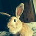 furbabies005 (@furbabies005) Twitter profile photo
