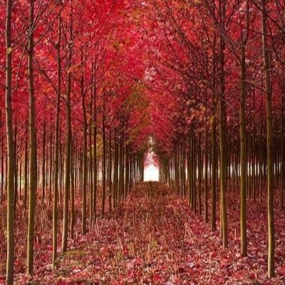 ConstantreaderL's profile picture. 